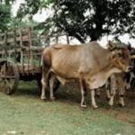 Reorganizan en Jaruco distribución de producciones agropecuarias