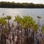 Avanza proyecto de adaptación climática en costa sur de Cuba