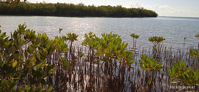 Avanza proyecto de adaptaci&oacute;n clim&aacute;tica en costa sur de Cuba. Foto: Radio Surco