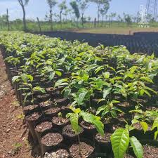 El aviveramiento de plantas de frutales es premisa en la granja. Foto: Radio Camoa