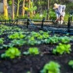 Socializan el policultivo