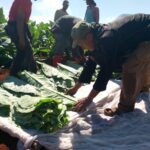 El aroma del Tabaco como identidad y transformaci&oacute;n sociocultural (+Galer&iacute;a)