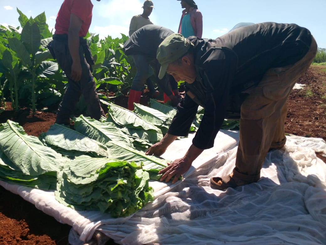 El aroma del tabaco como identidad y transformación sociocultural