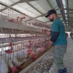 Entre gallinas y sue&ntilde;os