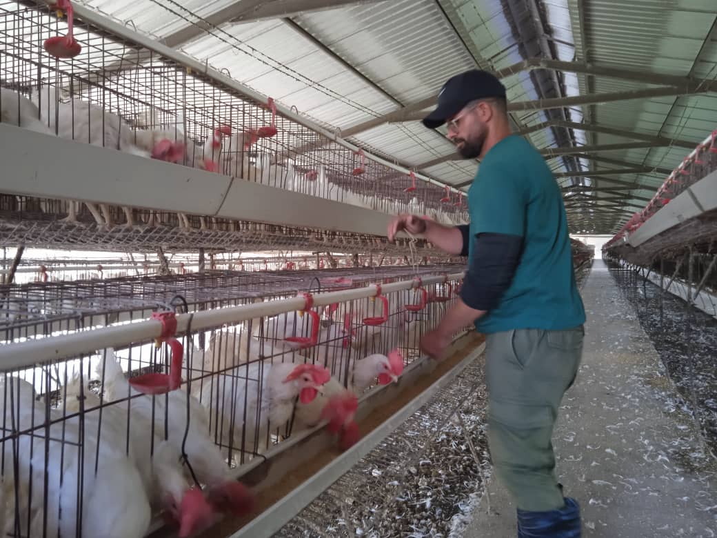 Entre gallinas y sueños