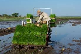 Avanza desde la ciencia producción sostenible de alimentos