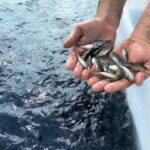 Priorizan cr&iacute;a de peces en finca de Bataban&oacute;