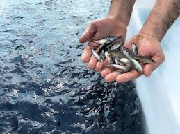 Cría de Alevines una de las vías para contribuir al aporte de alimentos.Foto: Archivo