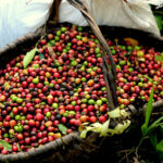 Cient&iacute;ficos de Mayabeque estudian producci&oacute;n de cultivares de caf&eacute; mediante m&eacute;todos biotecnol&oacute;gicos