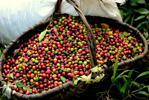 Científicos de Mayabeque estudian producción de cultivares de café mediante métodos biotecnológicos. Foto: Cubadebate