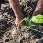 Prevé crecer en las producciones Empresa Agropecuaria de Batabanó. Foto: Prensa Latina