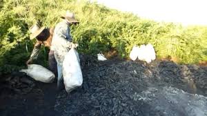 Destaca producción de carbón vegetal. Foto: Radio Camoa