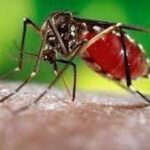 Llaman en San José de las Lajas a reforzar acciones contra el Aedes aegypti. Foto: Radio Camoa