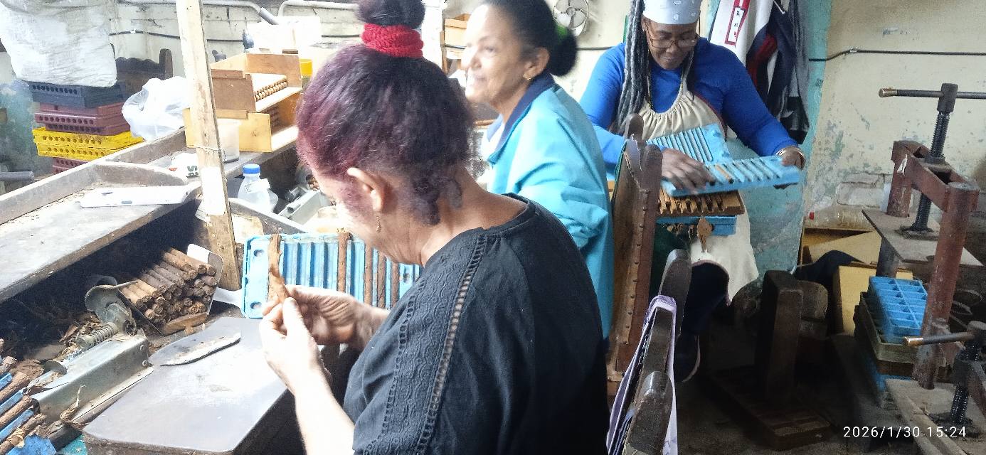 Destacan este Primero de Mayo liderazgo de mujeres mayabequenses en producción de tabacos