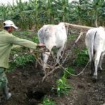 Ponderan desarrollo agropecuario (+Foto)