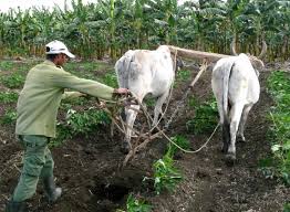 Ponderan desarrollo agropecuario. Foto: Radio Camoa