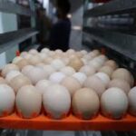 Afrontan dificultades productores av&iacute;colas