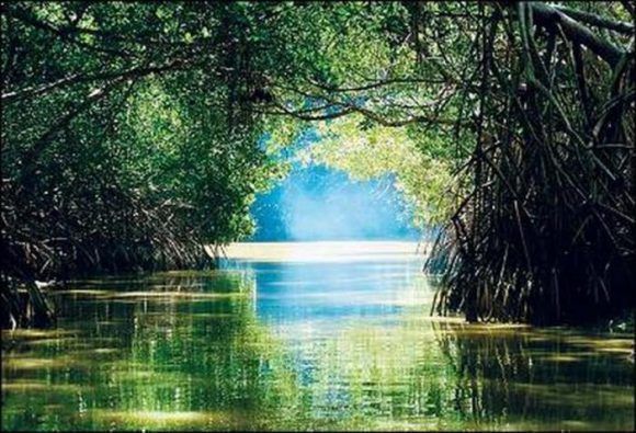 Cuba prioriza protección de ecosistemas costeros. Foto: Facebook