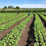 Una producción de alimentos en el presente y hacia el futuro. Foto: Radio Camoa