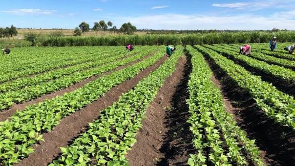 Una producción de alimentos en el presente y hacia el futuro. Foto: Radio Camoa