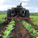 Mayor disponibilidad de la tierra para la plantación de los cultivos. Foto: Radio Camoa