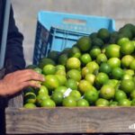 Trabajan en el incremento de producci&oacute;n citr&iacute;cola Campesinos de Mayabeque