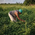 Enfrenta productora de Jaruco desafíos para labrar la tierra. Foto: Radio Jaruco