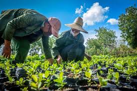Tecnifican agricultura en capital de Mayabeque. Foto: Radio Camoa