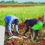 Fomentan estrategias agroalimentarias en Mayabeque. Foto: Radio Reloj