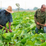 Impulsan producción de alimentos en San José de las Lajas. Foto: Radio Camoa