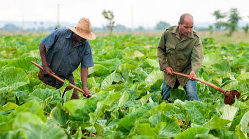 Impulsan producci&oacute;n de alimentos en San Jos&eacute; de las Lajas. Foto: Radio Camoa