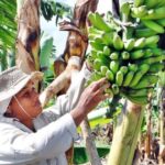 Celebran Día de la Mujer Rural