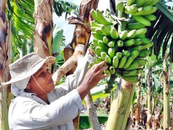 Celebran Día de la Mujer Rural | Radio Mayabeque