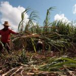 Instan en Mayabeque al quehacer unido por la recuperación del sector azucarero. Foto: Archivo.